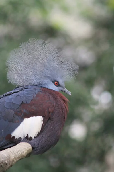 Victoria Crowned Pigeon. Exotic Bird Goura Victoria