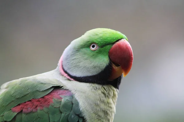 Beautiful Bright Green Pearl Parrots Psittacula Krameri — Stock Photo, Image