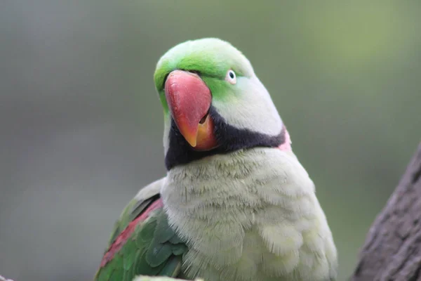 Beautiful Bright Green Pearl Parrots Psittacula Krameri — Stock Photo, Image