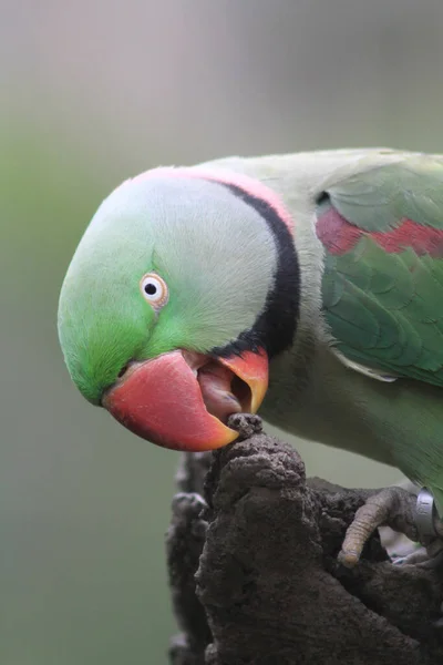 Красиві Яскраво Зелені Перлинні Папуги Sittacula Krameri — стокове фото