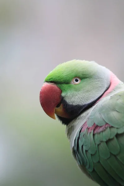 Красиві Яскраво Зелені Перлинні Папуги Sittacula Krameri — стокове фото