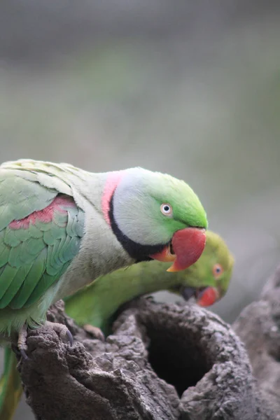Gyönyörű Fényes Zöld Gyöngy Papagájok Psittacula Krameri — Stock Fotó