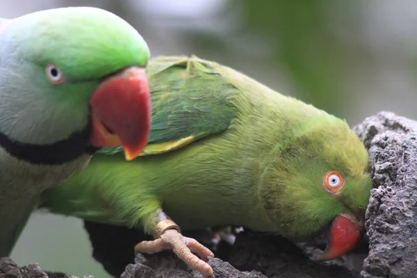 Beautiful Bright Green Pearl Parrots Psittacula Krameri — Stock Photo, Image