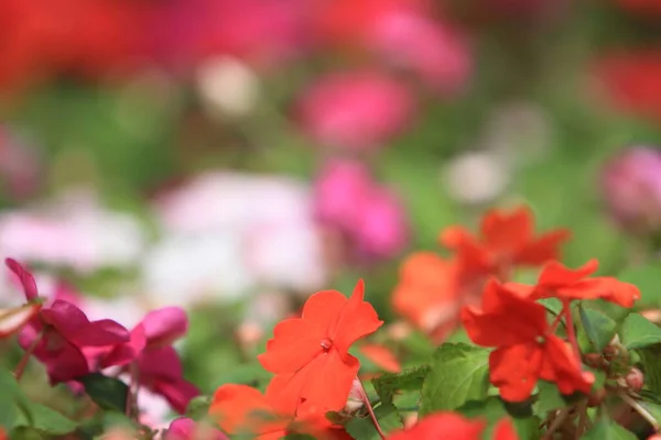 Impatiens Walleriana Flores Con Hoja Verde —  Fotos de Stock