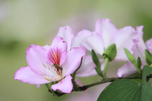 紫丁香属兰花属植物 是一种植物 — 图库照片