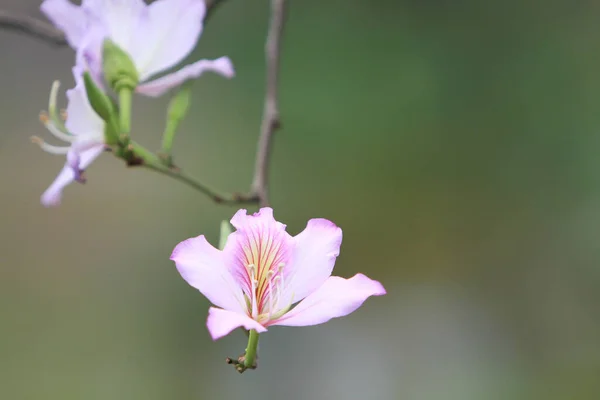 Lila Orchidea Bauhinia Variegata Egy Növényfaj — Stock Fotó