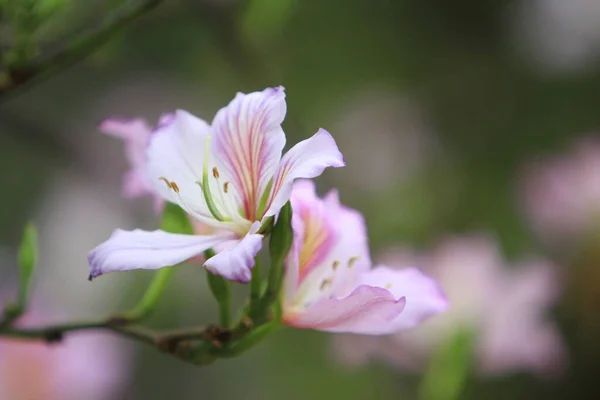 Пурпурная Орхидея Bauhinia Variegata Является Одним Видов Растений — стоковое фото