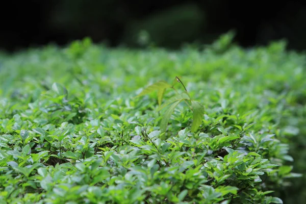 Het Verlof Achtergrond Van Natuur Bij Hong Kong — Stockfoto