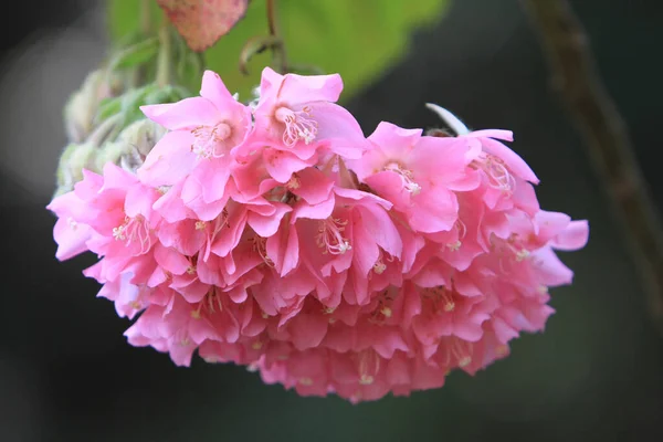 Die Rosa Blume Der Natur Nahaufnahme — Stockfoto