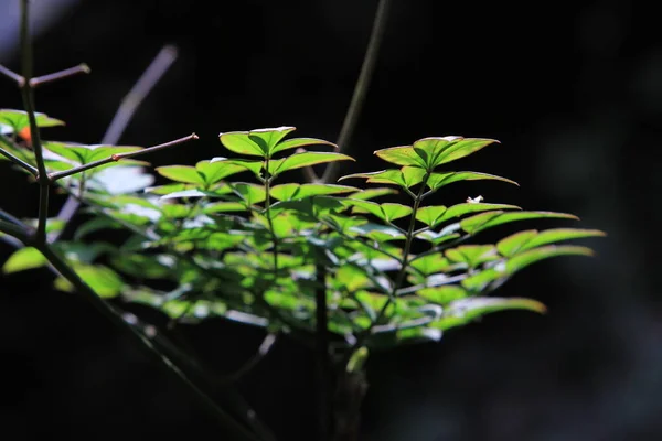 Licencia Fondo Naturaleza Hong Kong — Foto de Stock