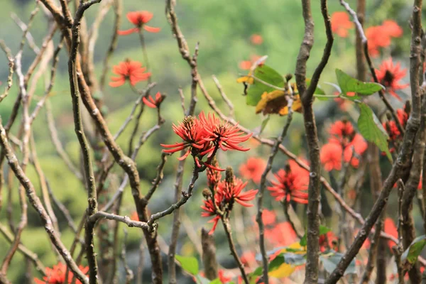 Flores Vermelhas Brilhantes Árvore Coral Erythrina Lysistemon — Fotografia de Stock