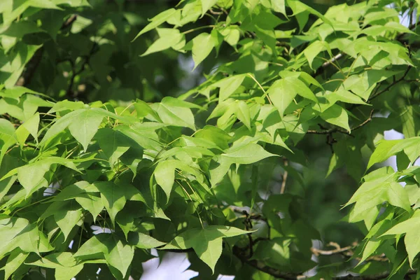 Parktaki yeşil yaprakların doğası.