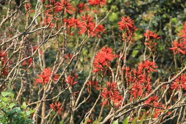 Яскраво Червоні Квіти Коралового Дерева Ерітріна Лізістемон — стокове фото