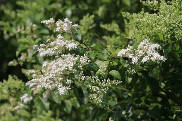 Bílý Profusion Butterfly Bush Natiure — Stock fotografie