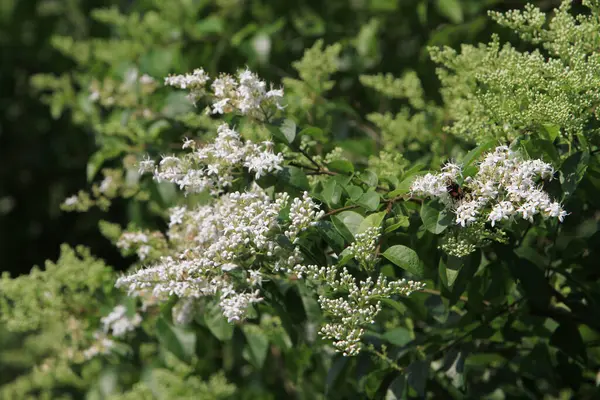 Buisson Papillon Profusion Blanc Natiure — Photo