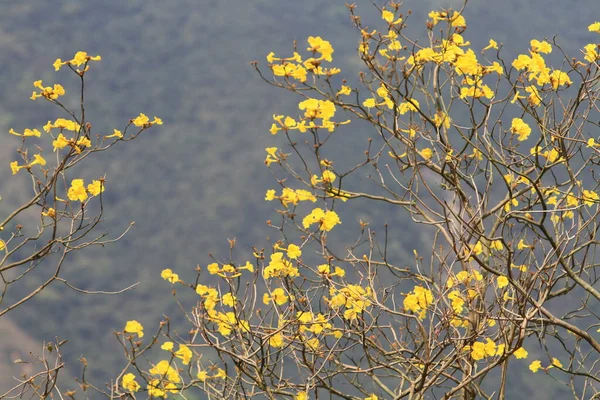 Blooming Yellow Flower Tree Naure Tabebuia Chrysantha — Stock Photo, Image