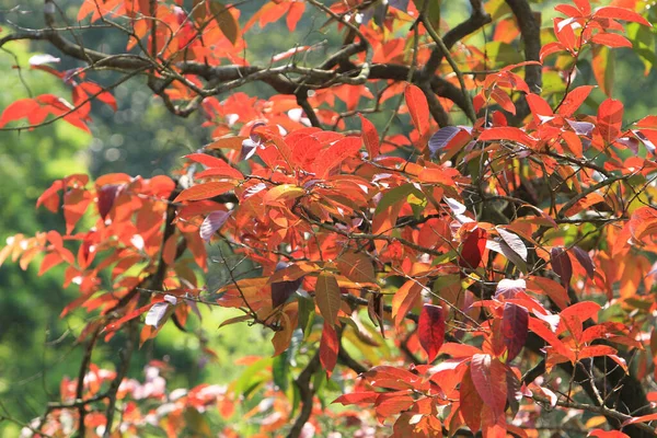 Rode Kleur Van Bladeren Het Park — Stockfoto