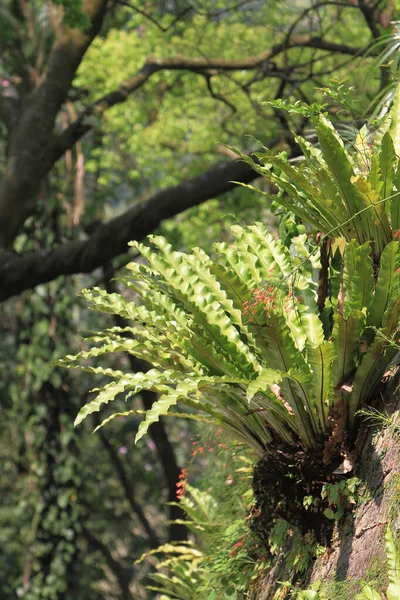 Närbild Fronds Crown Ormbunke — Stockfoto