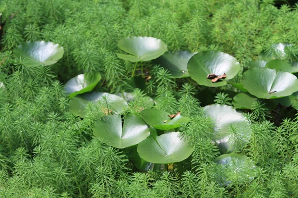 Desmodium Styracifolium Colore Verde Decorato Nel Giardinaggio — Foto Stock