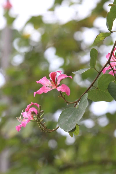 Mor Orkide Ağacı Bauhinia Variegata Bitkisinin Bir Türüdür — Stok fotoğraf