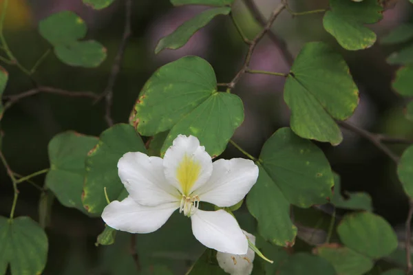 Λευκό Του Bauhinia Variegata Στο Yuen Long — Φωτογραφία Αρχείου