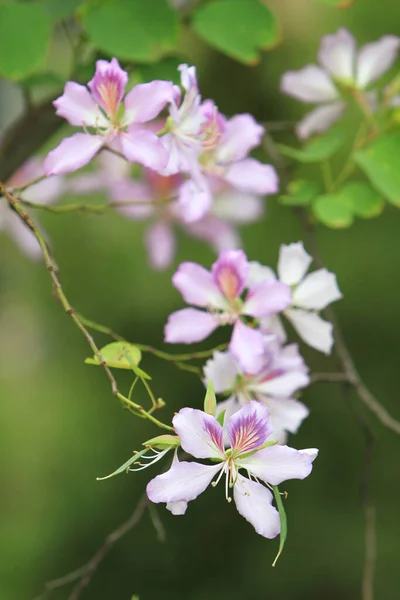 Rosa Bauhinia Variegata Yuen Largo —  Fotos de Stock