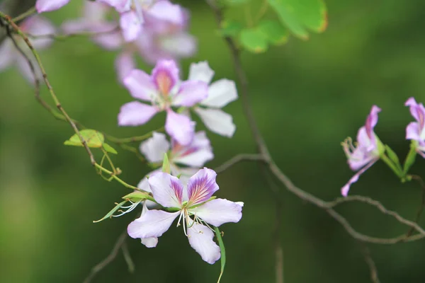 Bauhinia Variegata Nın Pembesi Yuen Long — Stok fotoğraf