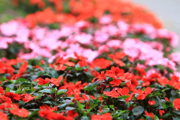 Balsámico Sensible Jardín Balsam Impatiens Balsamina Rojo Otoño Macizo Flores —  Fotos de Stock