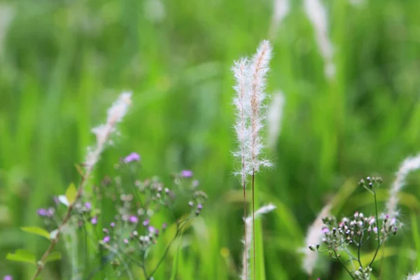 Prato Sfocato Primavera Con Erba — Foto Stock