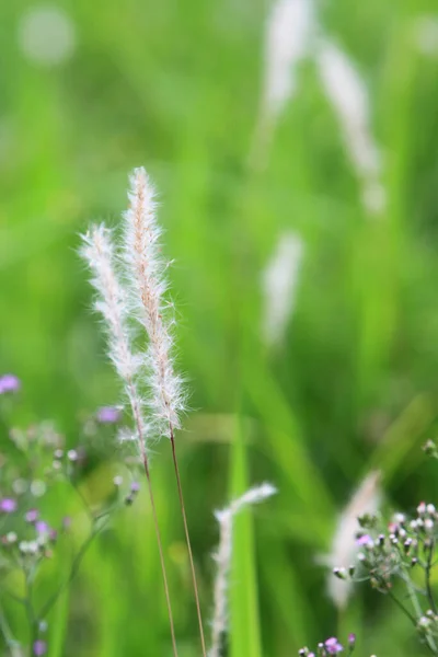 Prato Sfocato Primavera Con Erba — Foto Stock