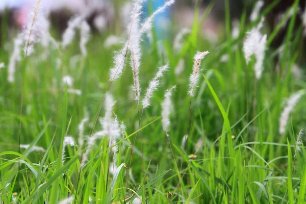 Wiosna Rozmazany Trawnik Trawą — Zdjęcie stockowe