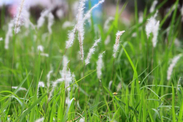 Çimlerle Kaplı Bulanık Bir Pınar — Stok fotoğraf