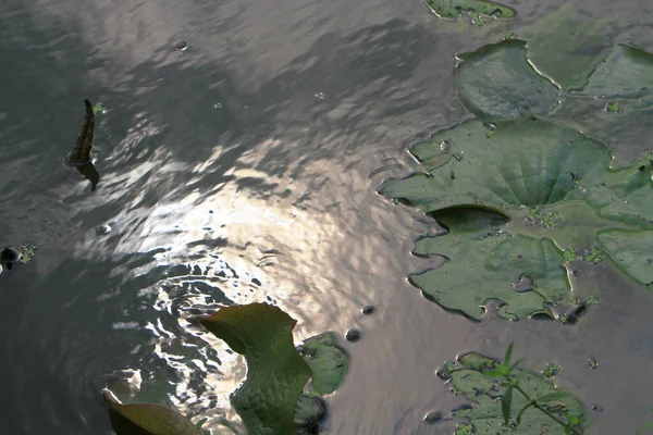 Prachtige Waterlelie Bloem Vijver Omgeven Door Groene Bladeren — Stockfoto