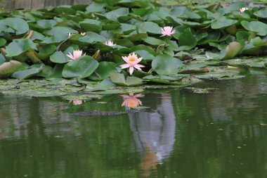Su zambağı ya da nilüfer çiçeği Su Havuzu 'nda yüzer