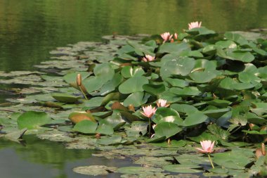 Su zambağı ya da nilüfer çiçeği Su Havuzu 'nda yüzer