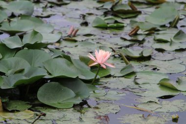 Su zambağı ya da nilüfer çiçeği Su Havuzu 'nda yüzer