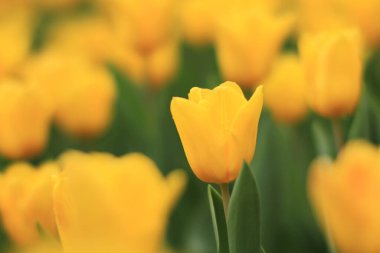 Tulipa 'nın vurulması, Özgür Adam Nisan' da bir bahçede çiçek açtı. 