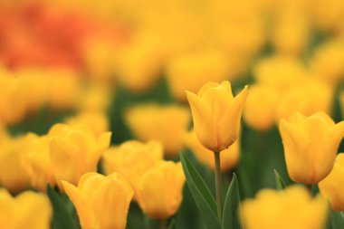 Tulipa 'nın vurulması, Özgür Adam Nisan' da bir bahçede çiçek açtı. 