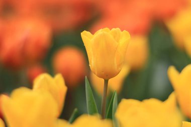 Tulipa 'nın vurulması, Özgür Adam Nisan' da bir bahçede çiçek açtı. 