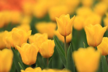 Tulipa 'nın vurulması, Özgür Adam Nisan' da bir bahçede çiçek açtı. 