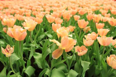 Bahar mevsiminde lale çiçekleriyle dolu tarla, turuncu lale.