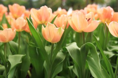 Bahar mevsiminde lale çiçekleriyle dolu tarla, turuncu lale.