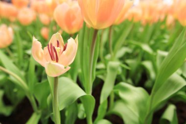 Bahar mevsiminde lale çiçekleriyle dolu tarla, turuncu lale.