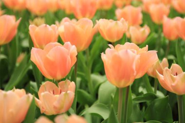 Bahar mevsiminde lale çiçekleriyle dolu tarla, turuncu lale.