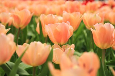 Bahar mevsiminde lale çiçekleriyle dolu tarla, turuncu lale.