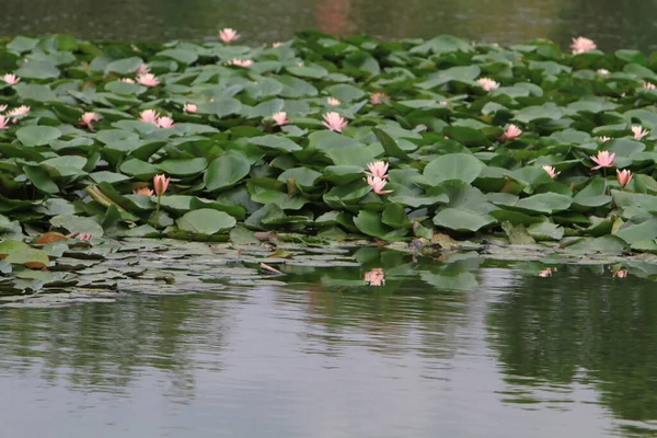 Water Lily Lotus Flower Floating Water Pond — Stok Foto