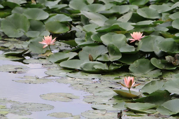 Water Lily Lotus Flower Floating Water Pond — Stok Foto