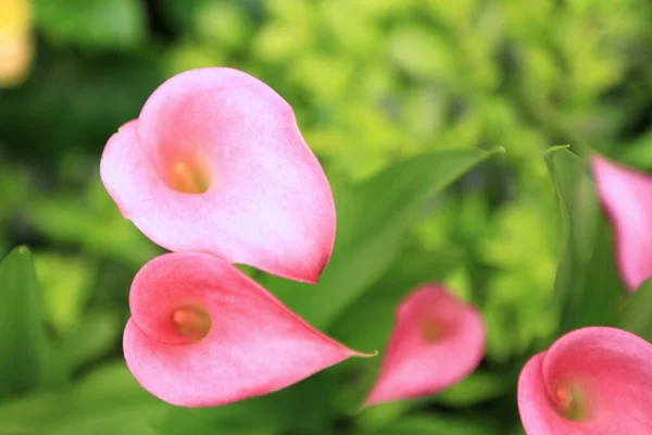 Pink Calla Flowers Composition Spring — Stock Photo, Image