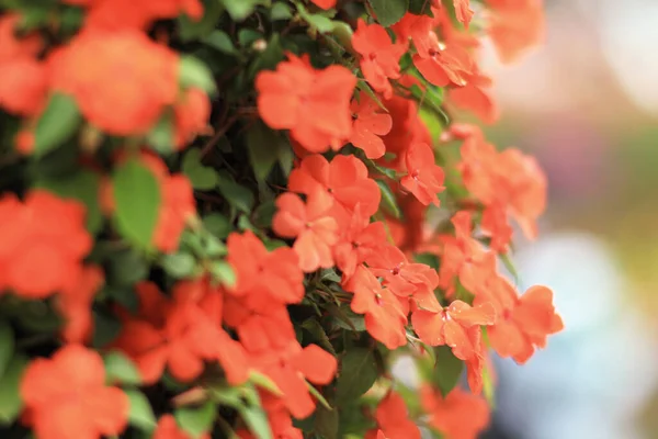 Grande Grupo Misto Impatiens Walleriana Flores Jardim Verão Ensolarado — Fotografia de Stock