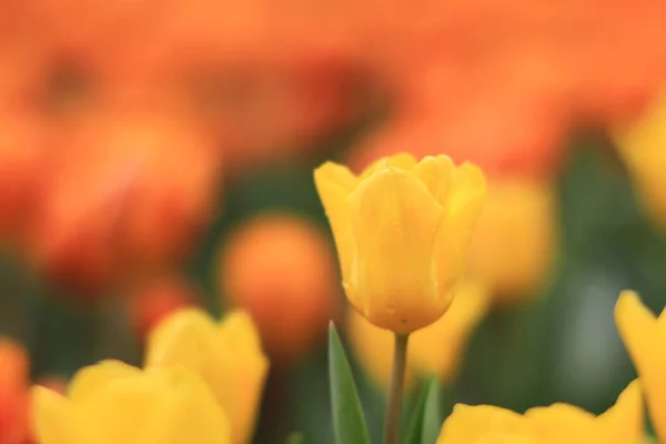Rodaje Tulipa Freeman Florecen Jardín Abril — Foto de Stock